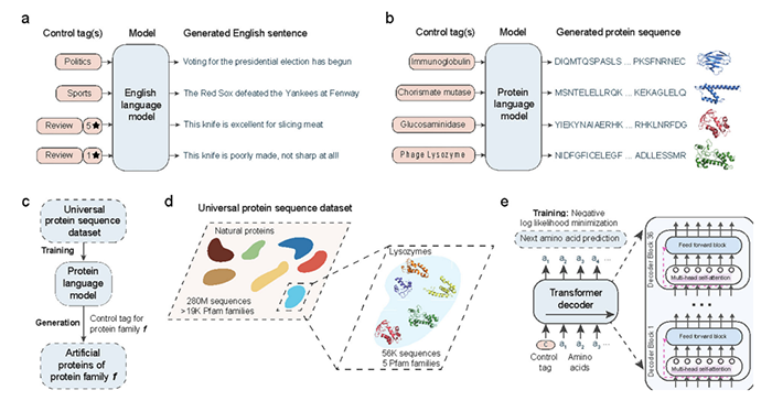 利用条件语言建模生成人工蛋白质