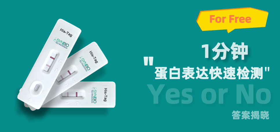 蛋白表达快速检测