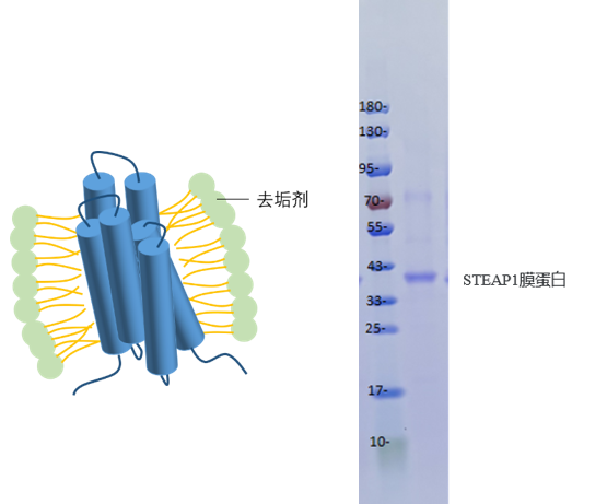去垢剂形式的膜蛋白