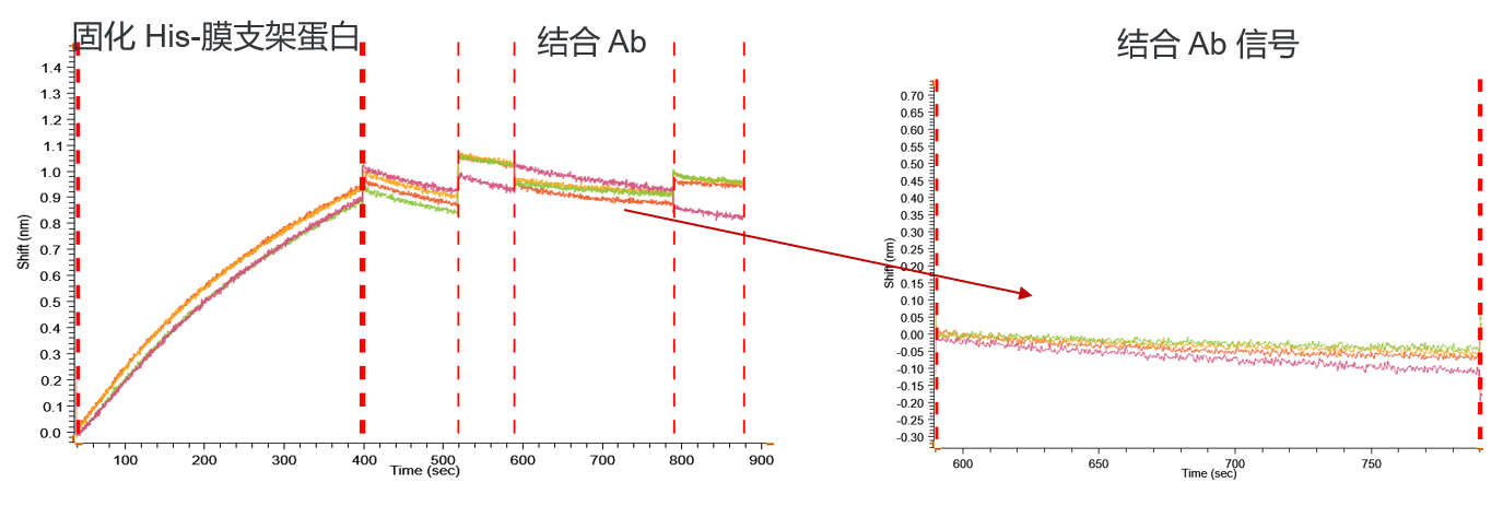 膜支架蛋白与STEAP1抗体无非特异结合