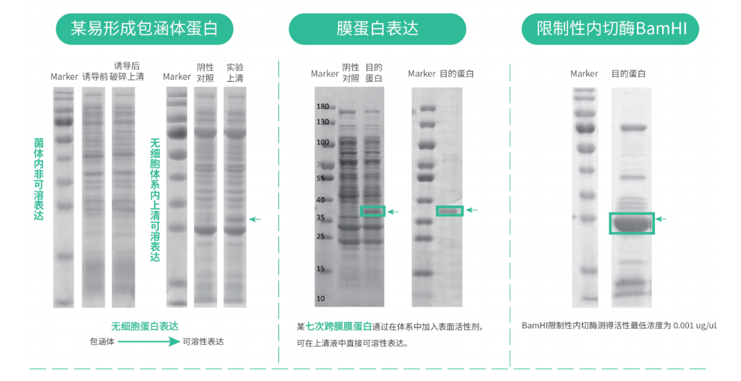 难表达蛋白