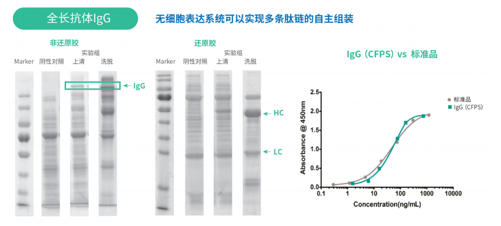 难表达蛋白