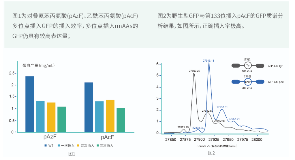 非天然氨基酸插入效率测试
