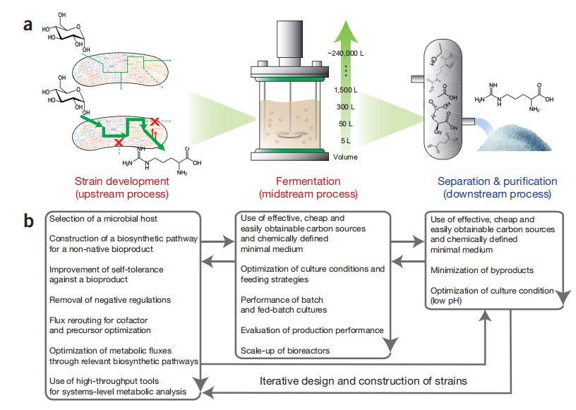 工业菌株开发流程图解
