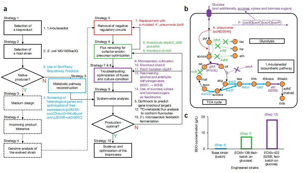 系统代谢工程总体方案-1
