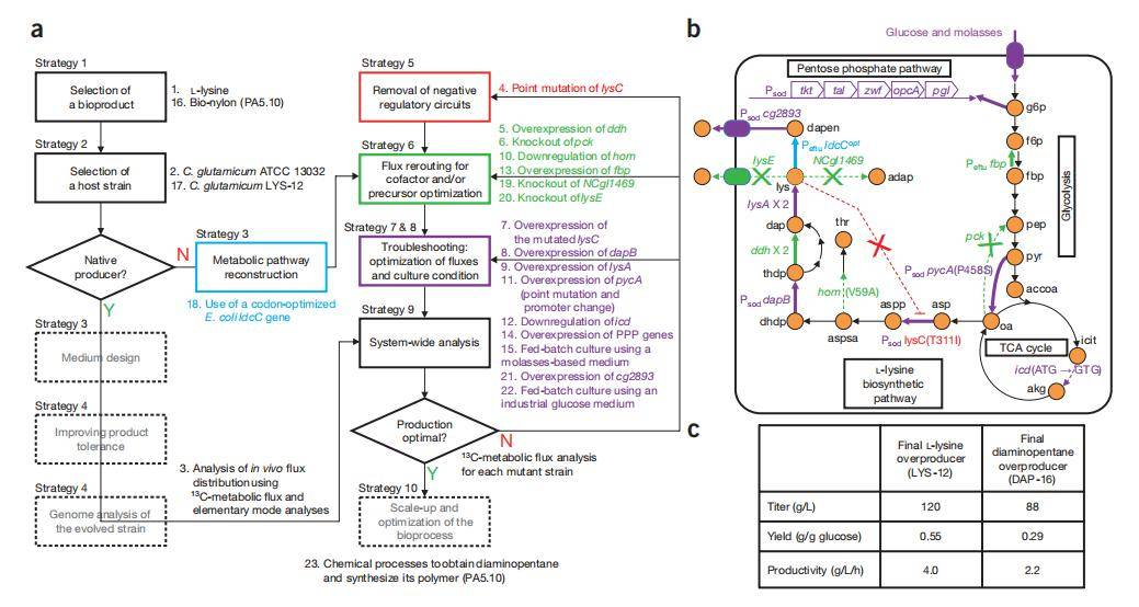 系统代谢工程总体方案-2