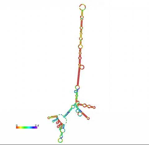 hairpin 后剩余的骨架