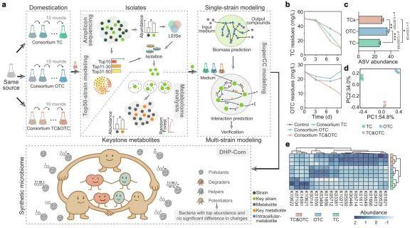 实验设计及微生物群落对联合抗生素污染的响应