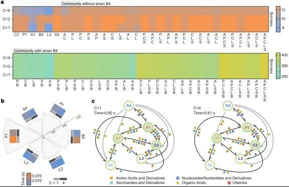 多重环境条件的模拟及合成微生物组中交叉喂养相互作用的分析
